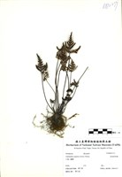 藏品(長柄粉背蕨)的圖片